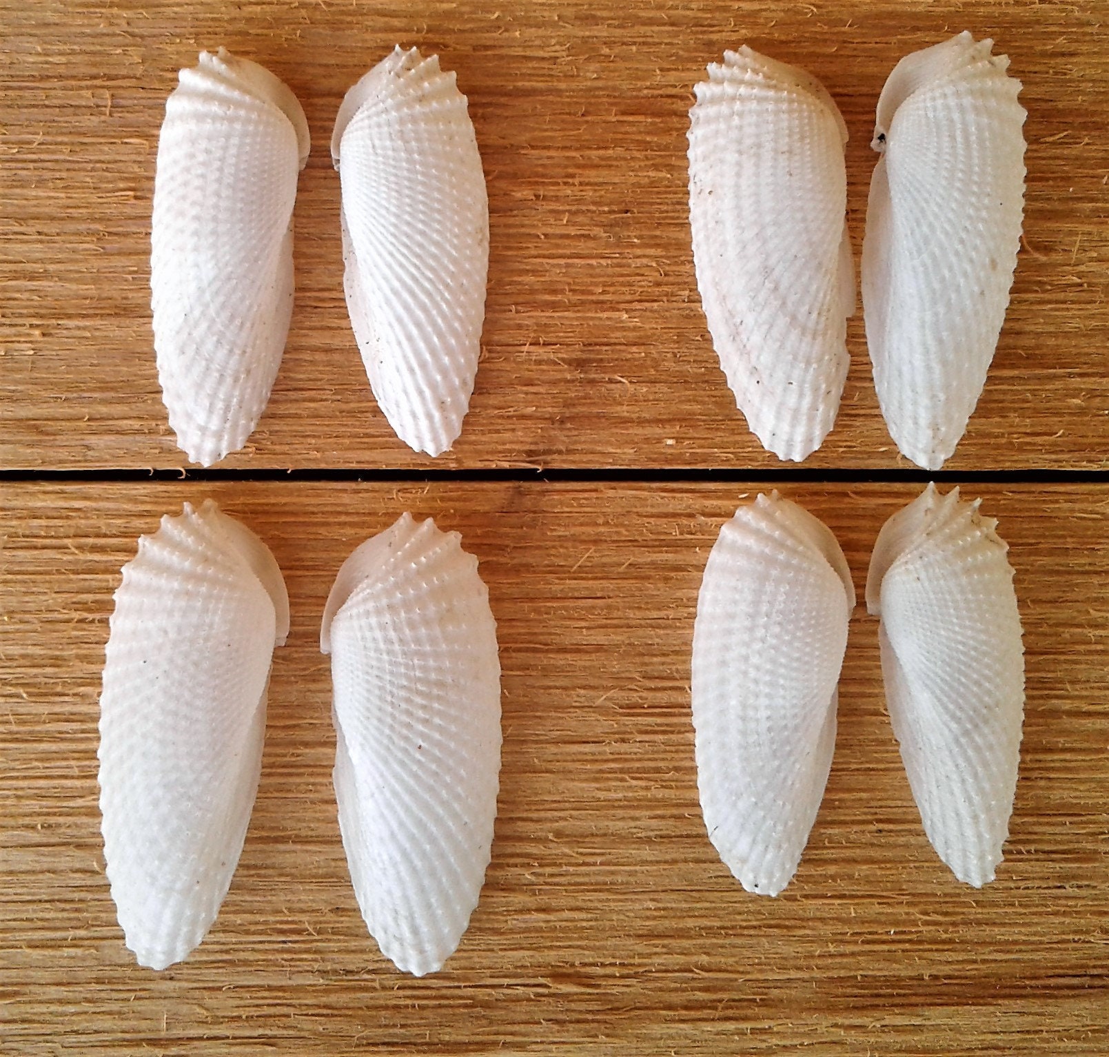RARE Extra Small Angel Wing Shells, 4 Sets (8 Shells), Great Condition