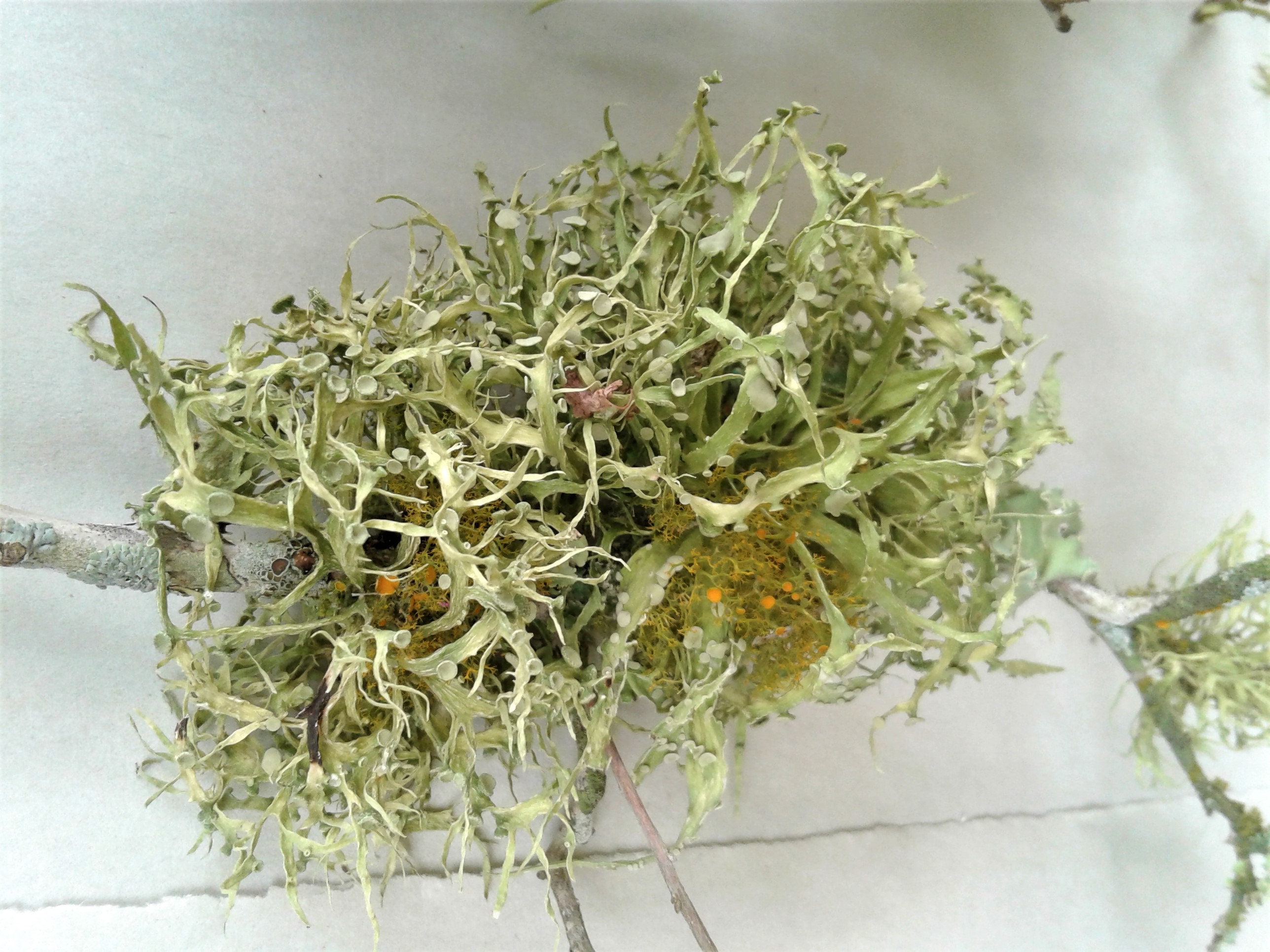 Lichen And Moss Covered Crepe Myrtle Branches, Live Plants, Terrarium, Air Plant and Flower