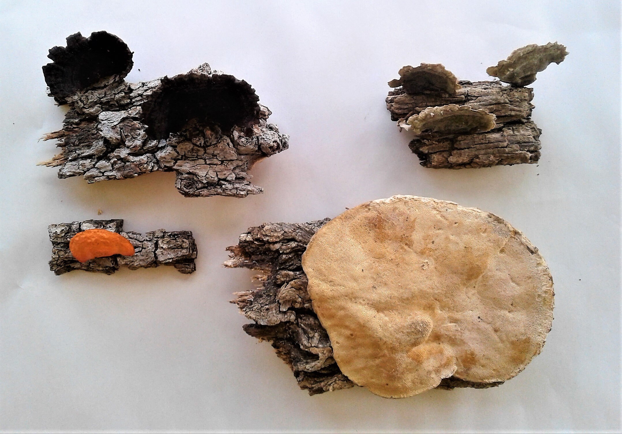 Assorted Shelf Fungus, Dried On Bark, FREE US Shipping