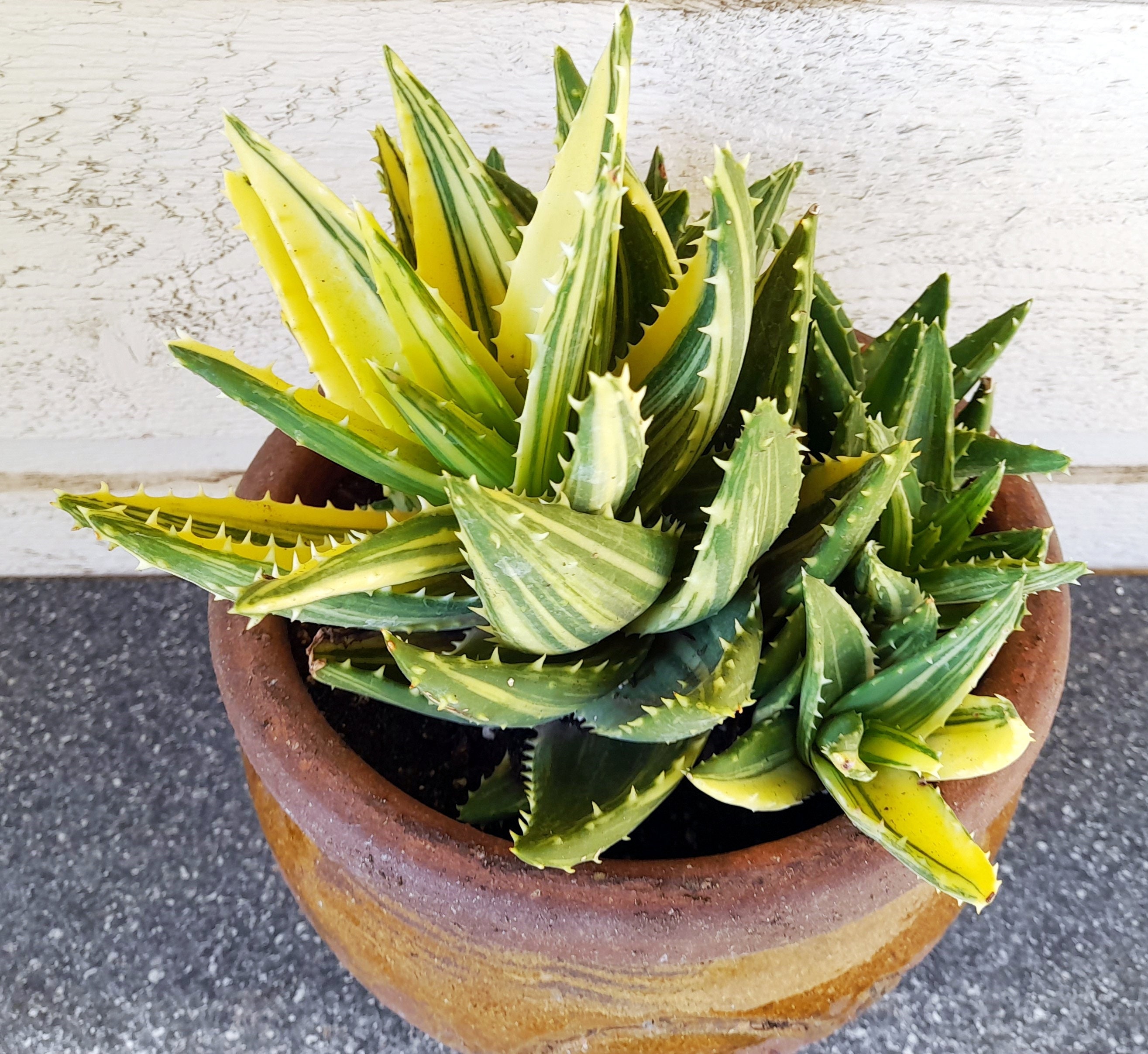Gold Tooth Aloe Cluster, Variegated Aloe Nobilis - FREE US Shipping
