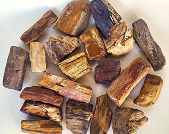Larger Petrified Wood, 20 Pieces, Over 25 Pounds - Free US  Shipping