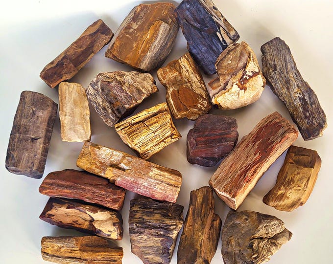 Larger Petrified Wood, 20 Pieces, Over 25 Pounds - Free US  Shipping