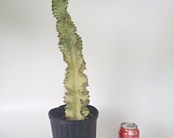 Variegated Euphorbia Ammak, 18 Inches - Free US Shipping