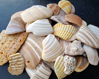 Tumbled Seashell Fragments, Natural Seashell Tiles, Scatter and Filler - Free US Shipping