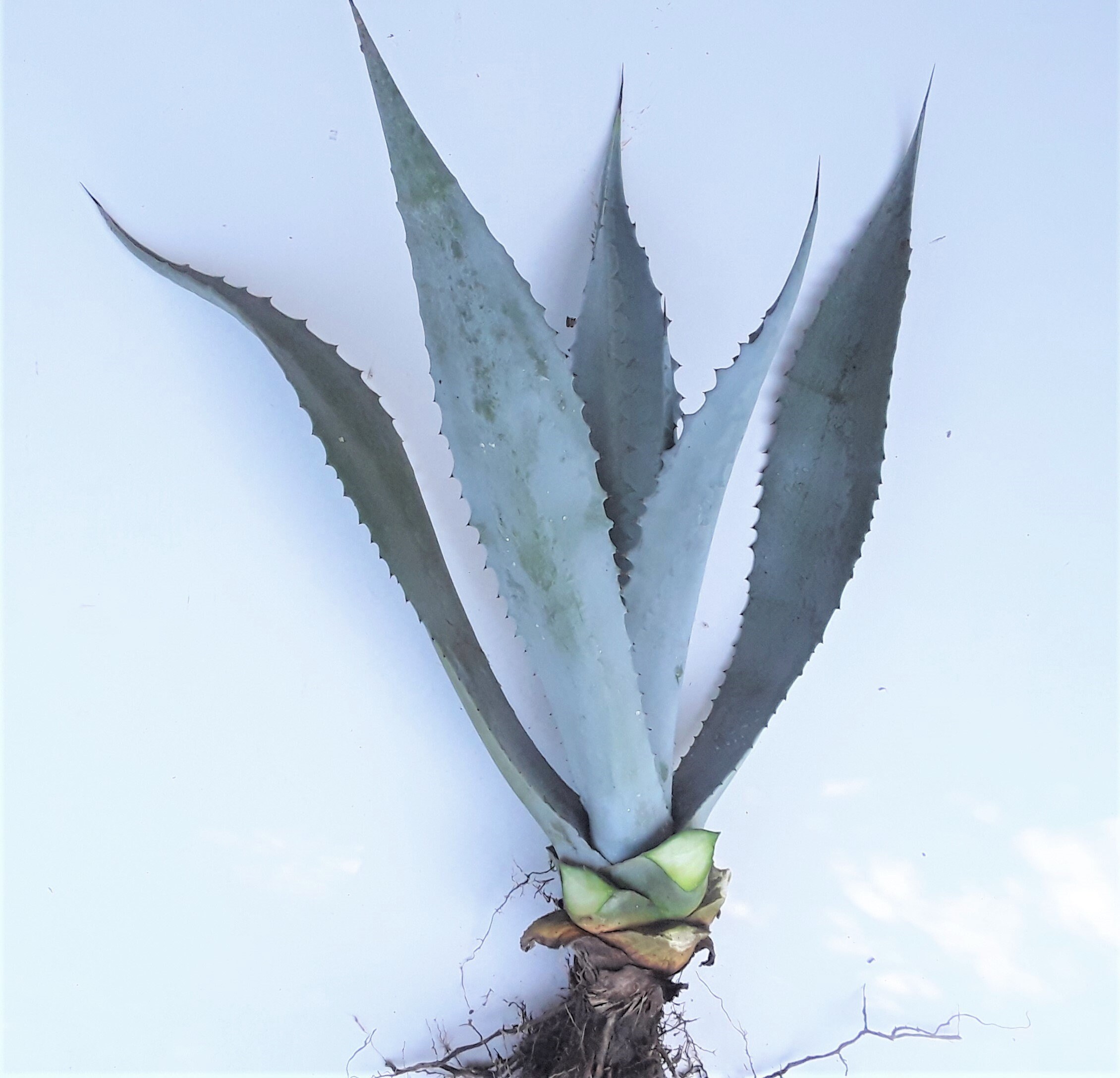 Blue Agave Americana Plants, Many Sizes Available, Free US Shipping