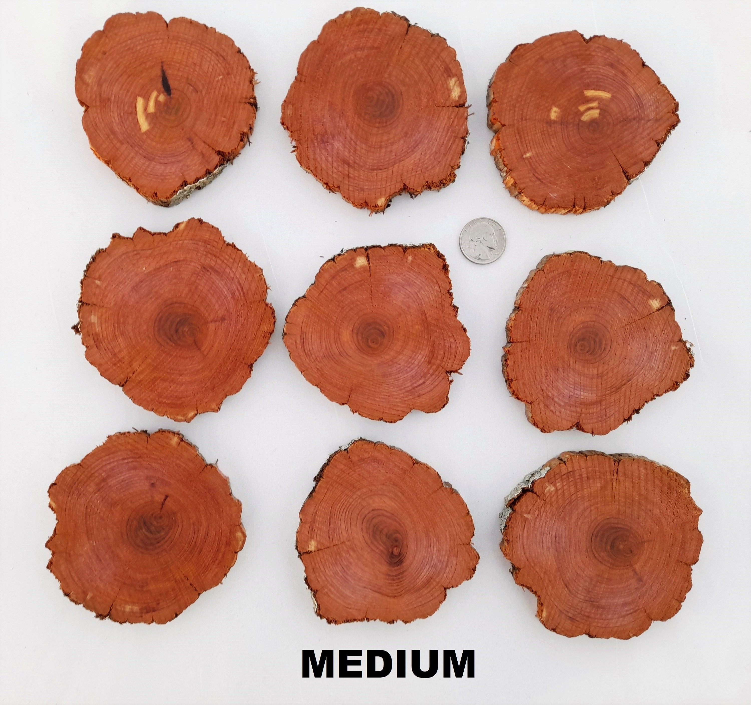 Naturally Preserved and Aged Cedar Slices, Three Sizes - FREE US Shipping