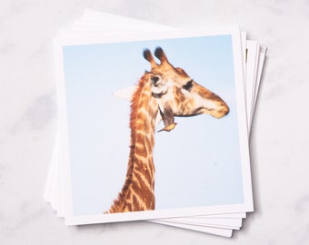 Yellow-Billed Oxpeckers & Giraffe | Kruger National Park, South Africa • 5x5" Square Print • Nature Postcard • Wildlife Photography