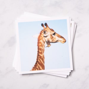Yellow-Billed Oxpeckers & Giraffe Kruger National Park, South Africa 5x5 Square Print Nature Postcard Wildlife Photography image 1