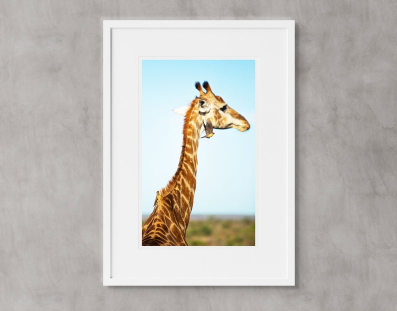 Yellow-Billed Oxpeckers /& Giraffe Africa Wall Art South Africa \u2022 Nature Postcard \u2022 Wildlife Photography Fine Art Kruger National Park