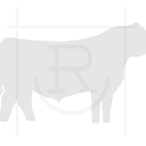 Personal Use Angus Bull Clipart // Bull Graphic // Instant Download // SVG // PNG //