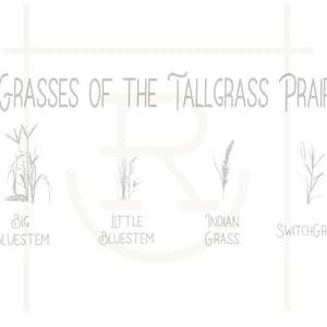 Personal Use Grasses of the Tallgrass Prairie // Native Grasses // Flint Hills // DXF // PNG // SVG // Instant Download