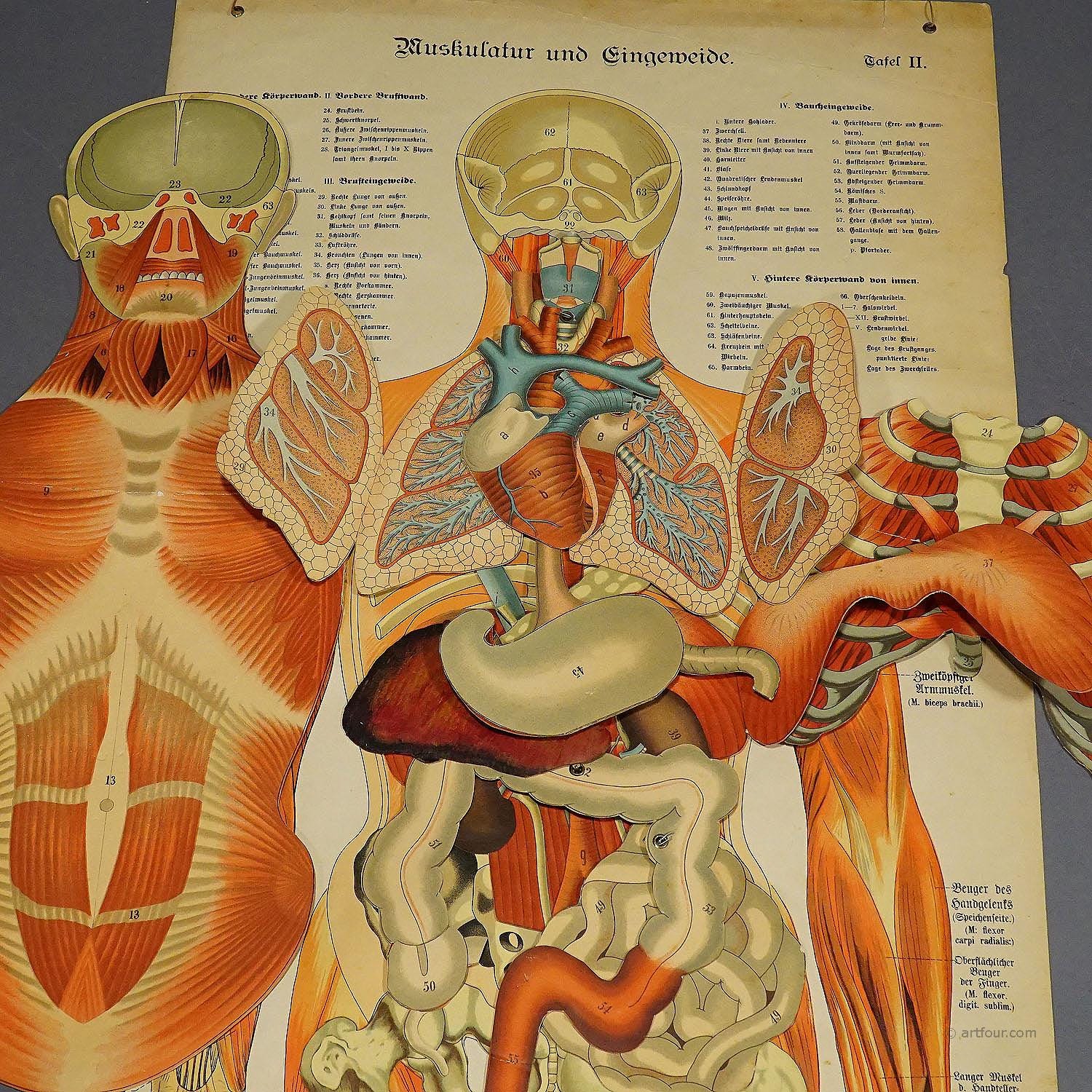 Foldable Anatomical Wall Chart Depicting Human Musculature - Etsy