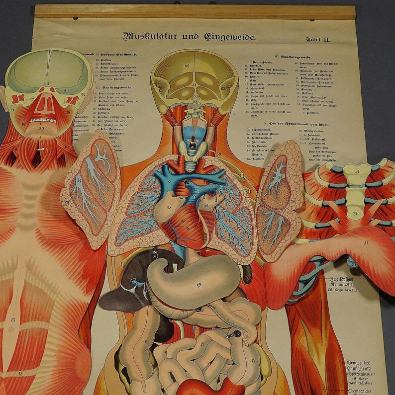 Antique Foldable Anatomical Wall Chart Depicting Human Musculature ...