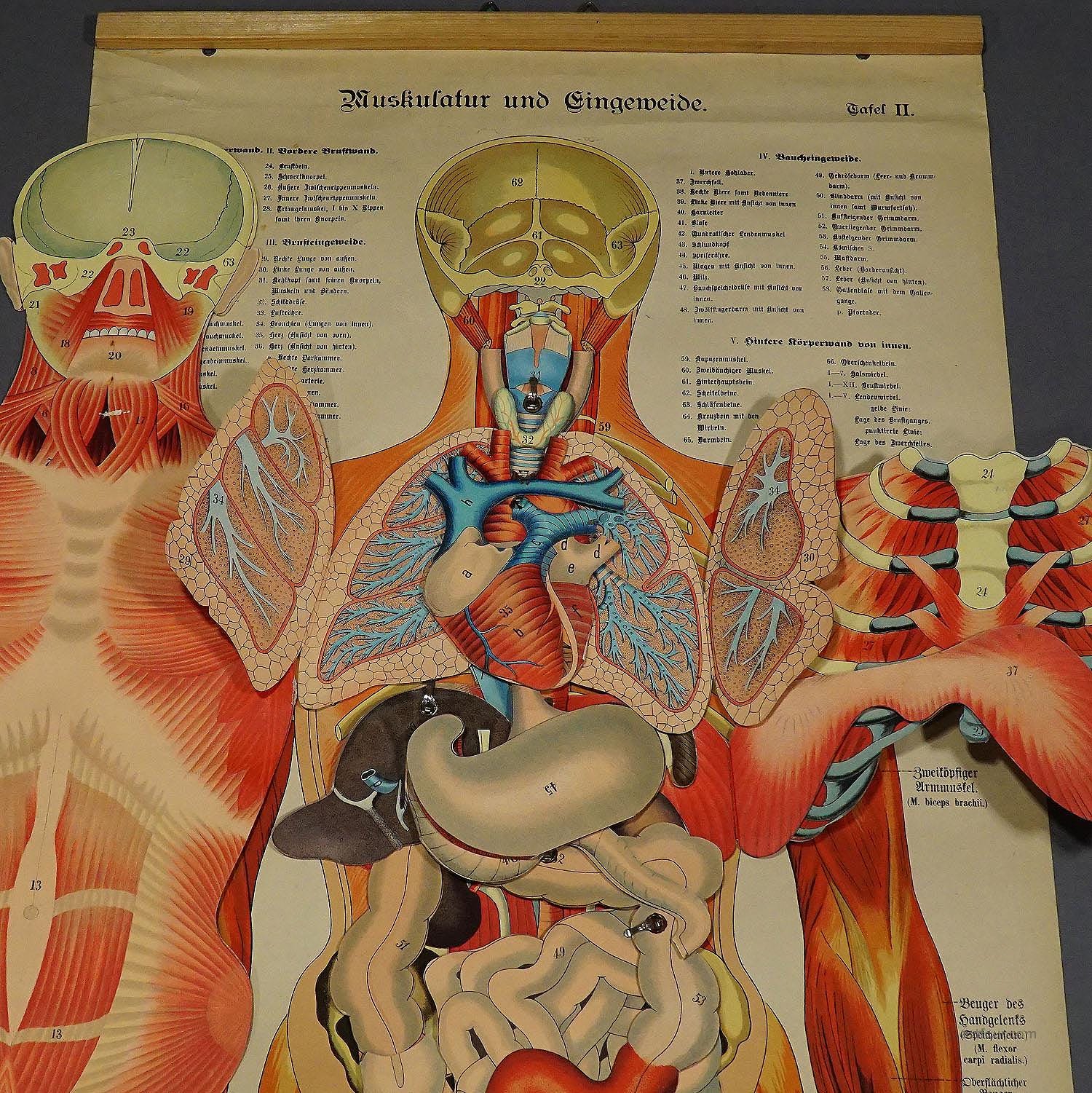 Antique Foldable Anatomical Wall Chart Depicting Human Musculature - Etsy