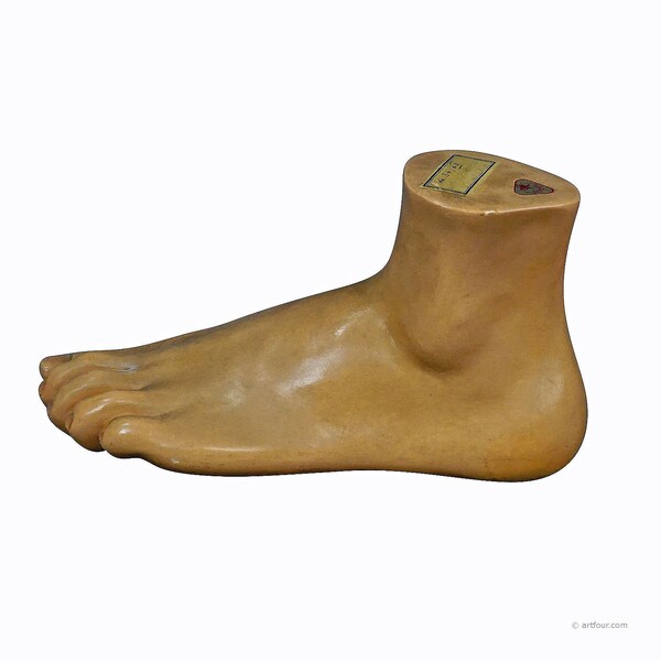 Antique 3D Anatomical Foot Model Made by SOMSO ca. 1930