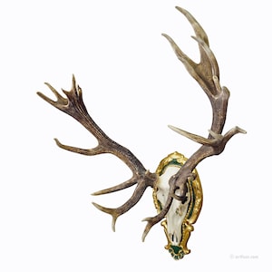 Capital Black Forest Uneven 32 Pointer Red Deer Trophy on Wooden Plaque