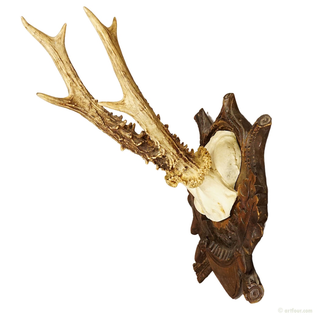 Great Roe Deer Trophy Mount on Wooden Carved Plaque Ca. 1900s - Etsy