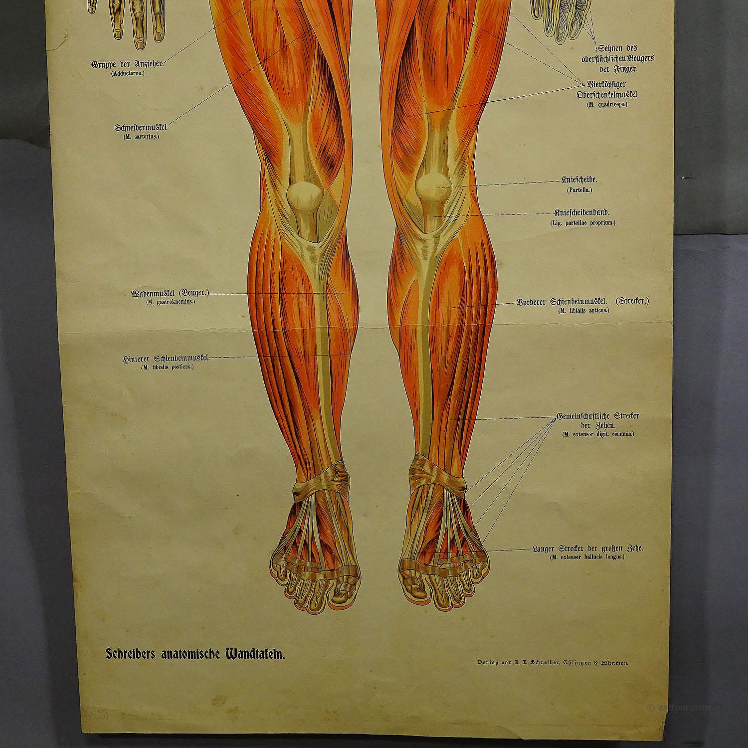 Foldable Anatomical Wall Chart Depicting Human Musculature - Etsy