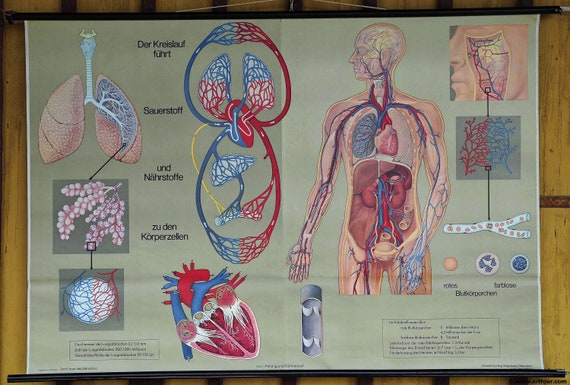 Human Body Wall Chart