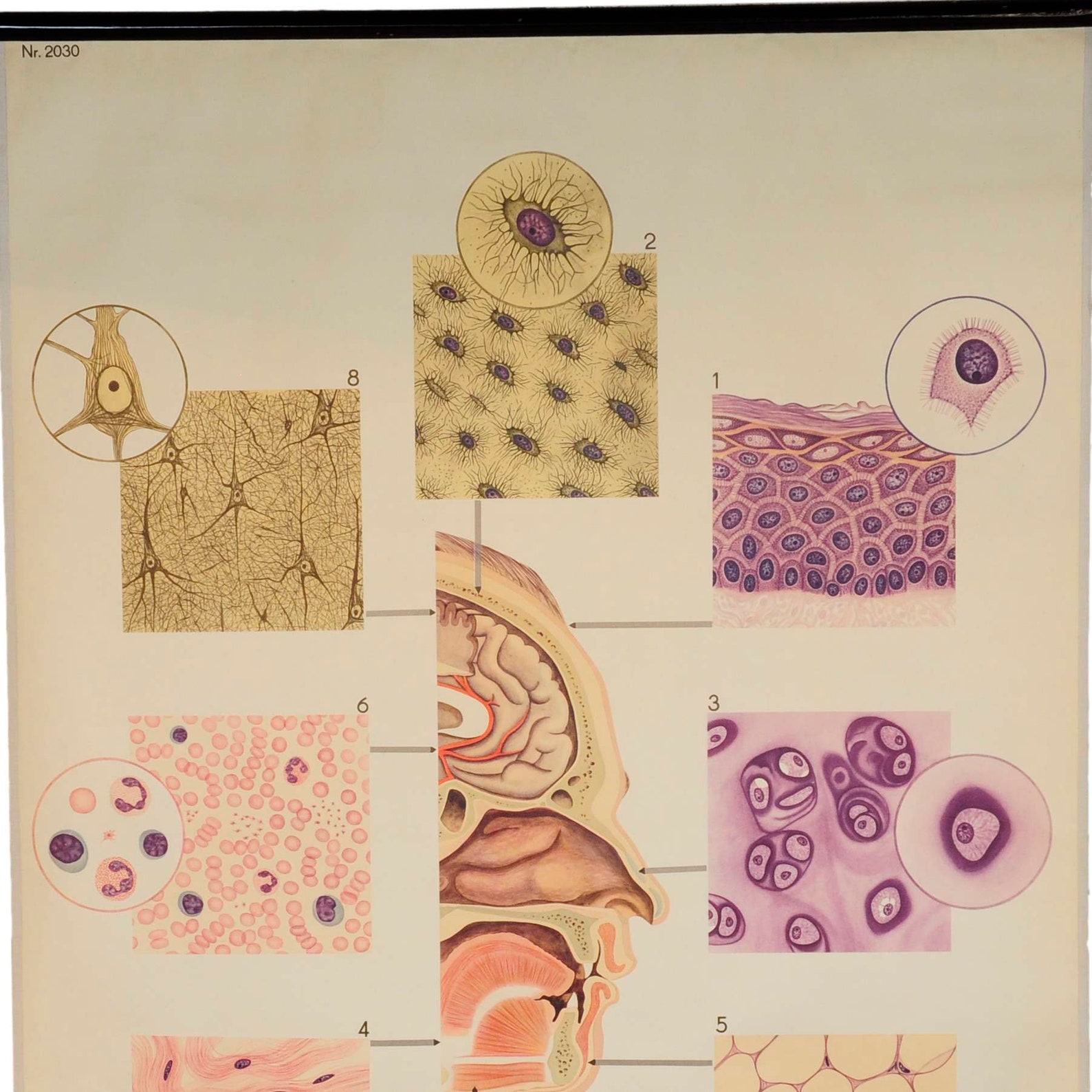 Vintage Poster Medical Wall Chart Cells Tissue Waiting Etsy