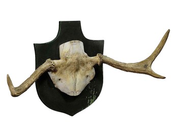 Particular Trophy of an Abnorme Moose from a Noble Estate ca. 1930s