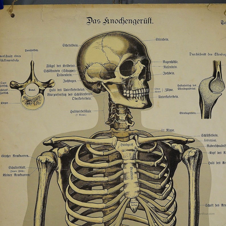 Tableau mural anatomique antique représentant le squelette humain image 2