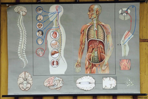Human Body Wall Chart