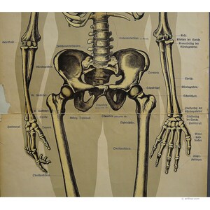 Tableau mural anatomique antique représentant le squelette humain image 3