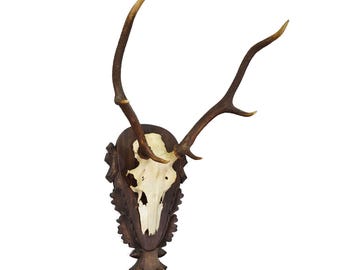 Large Black Forest Red Deer Trophy on Carved Plaque - Germany 1930