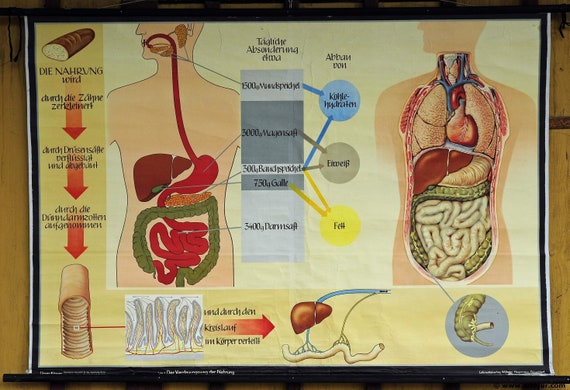 Human Body Wall Chart