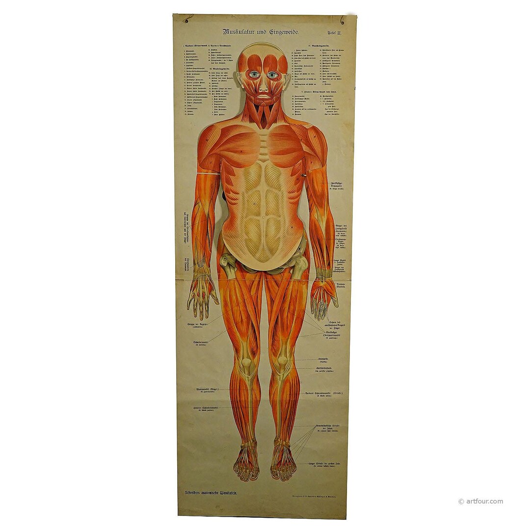 Foldable Anatomical Wall Chart Depicting Human Musculature - Etsy