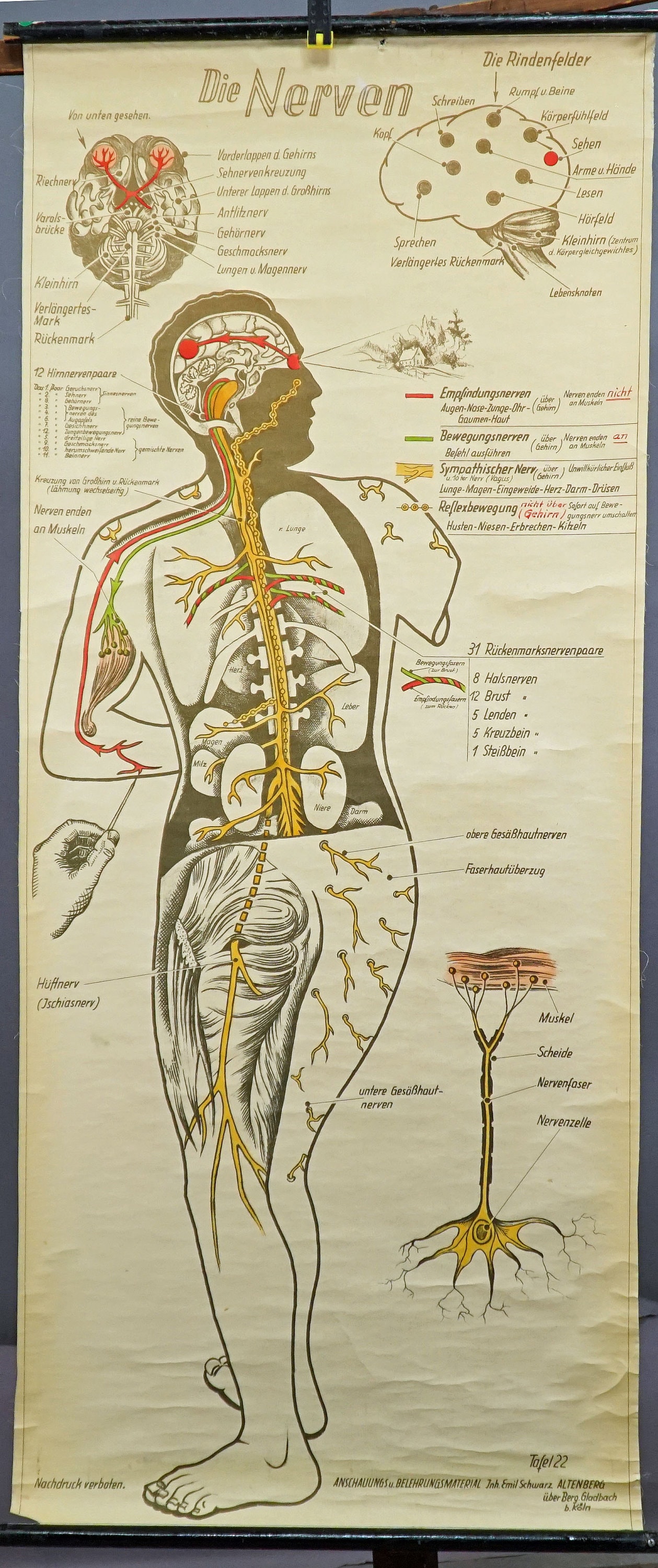 Central Nervous System Chart