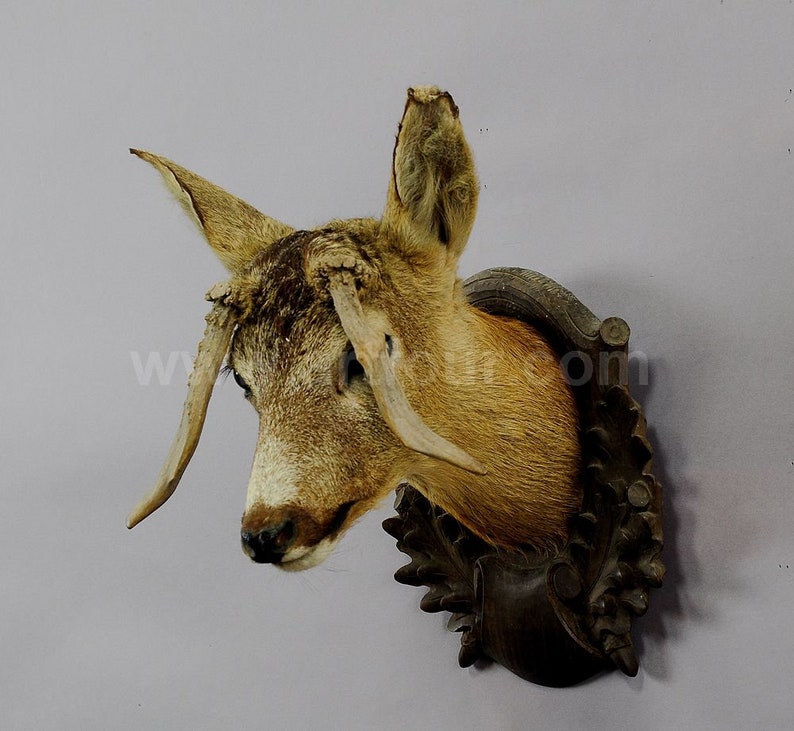 an antique deer head taxidermy with abnormous antlers
