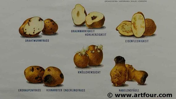 Potato Defects Chart