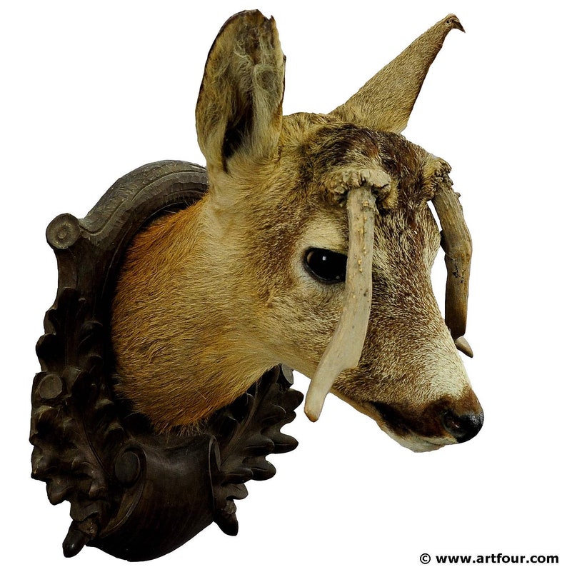 an antique deer head taxidermy with abnormous antlers