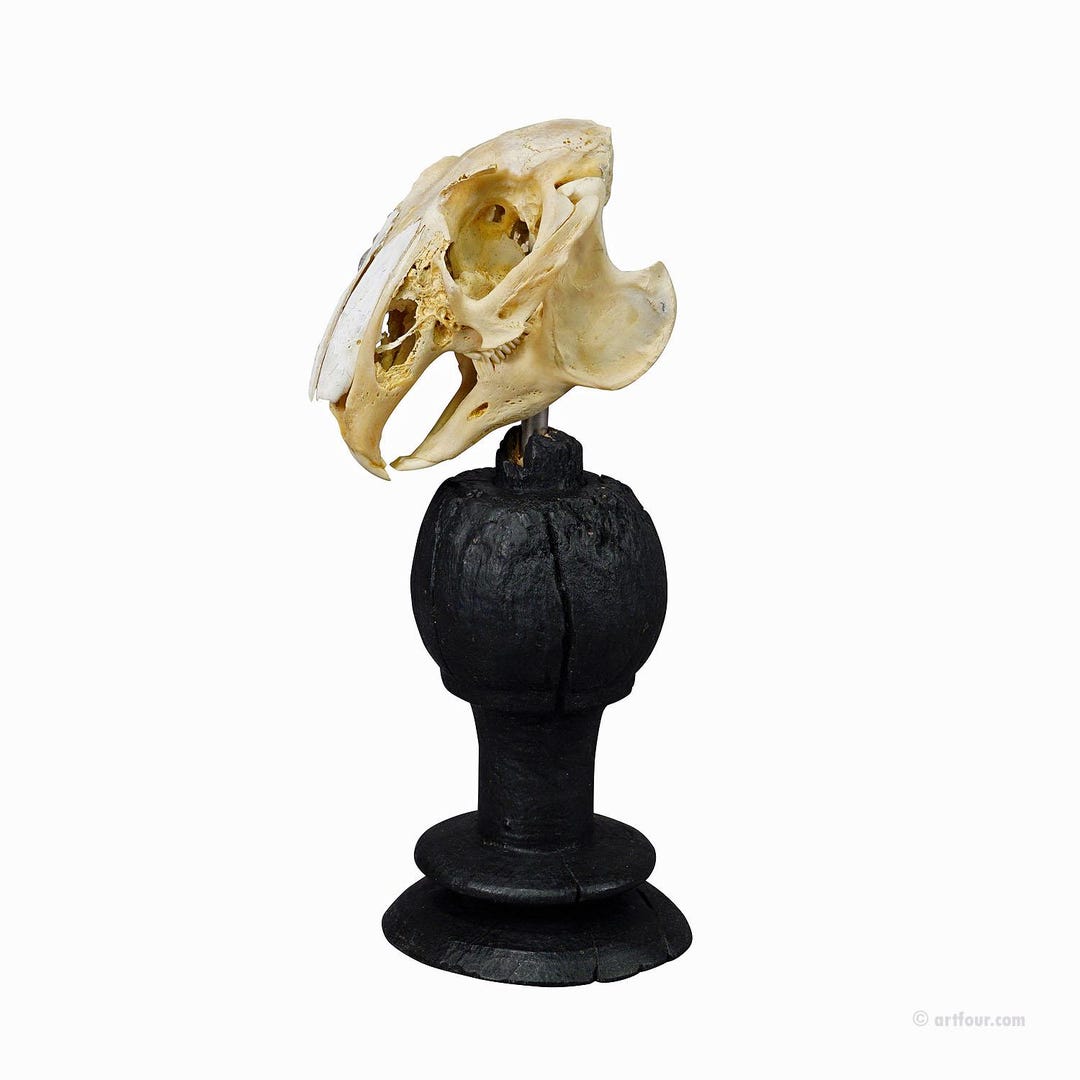 Antique Real Skull of a Rabbit, Germany Ca. 1900s - Etsy