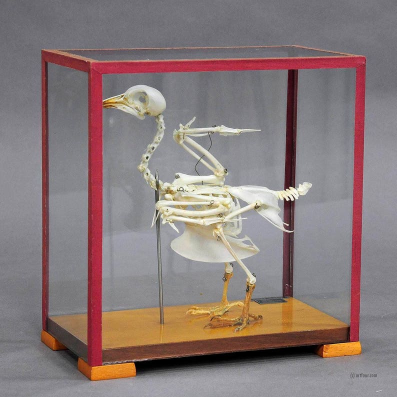 Vintage pigeon skeleton model for class circa 1950 | Etsy
