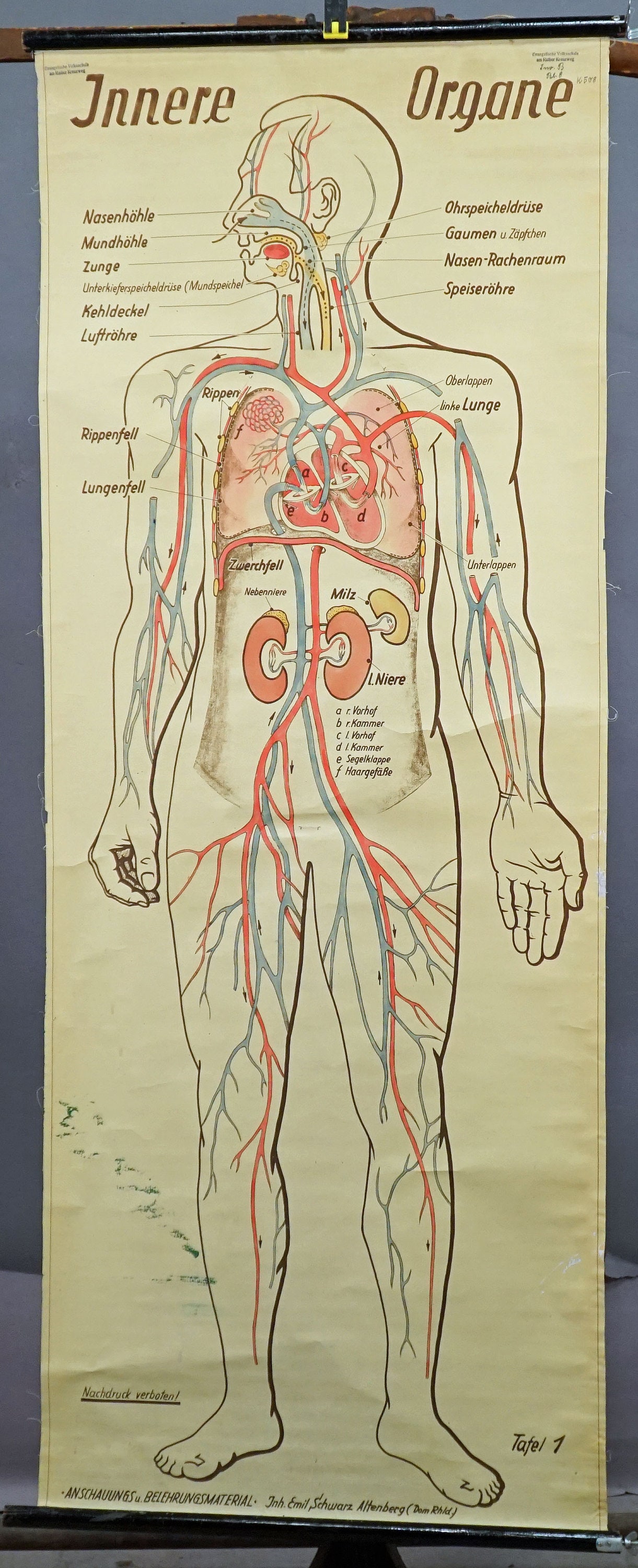 Body Organs Location Chart Biology Diagrams