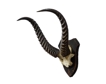Antique Springbok Trophy on Wooden Plaque, ca. 1930s