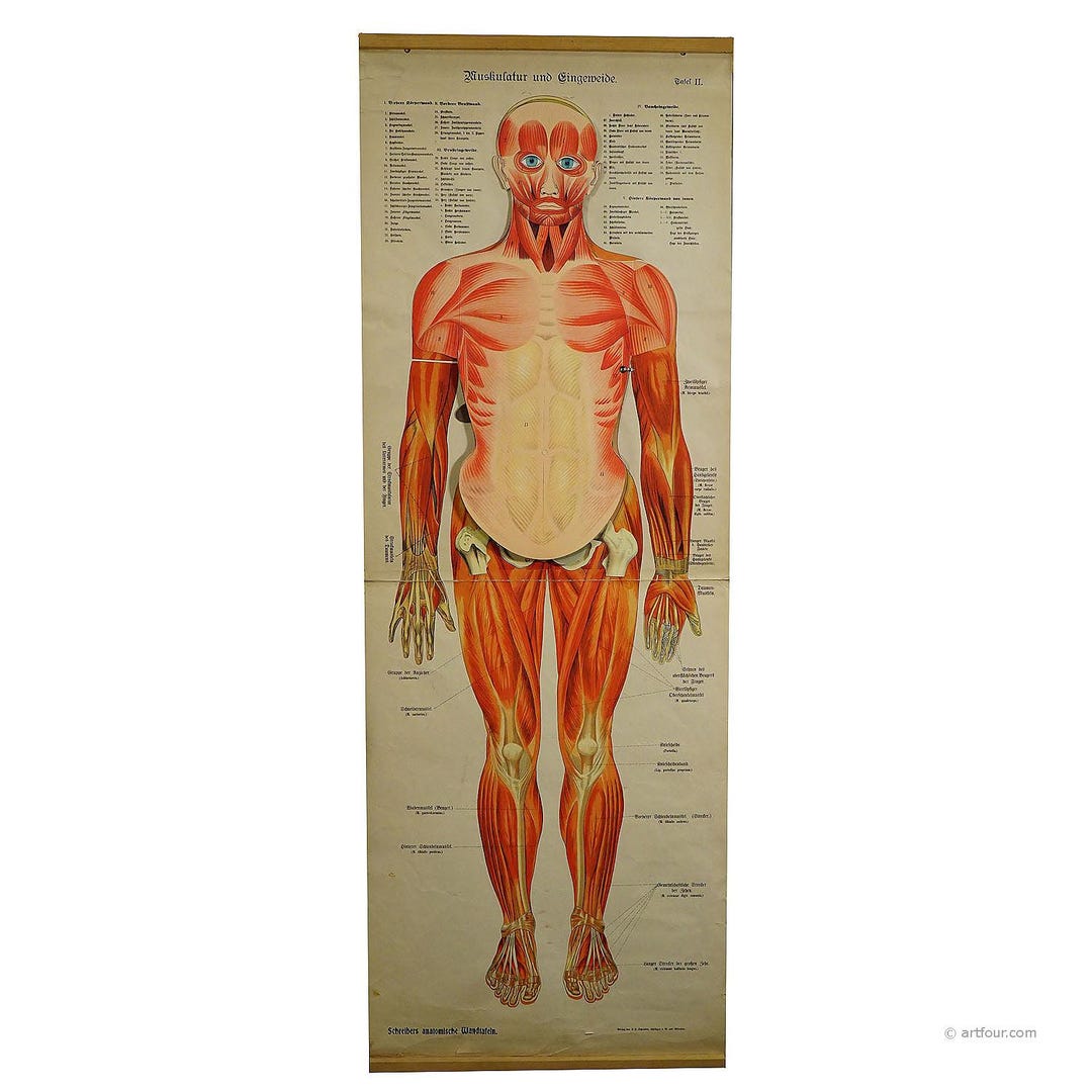 Antique Foldable Anatomical Wall Chart Depicting Human Musculature - Etsy