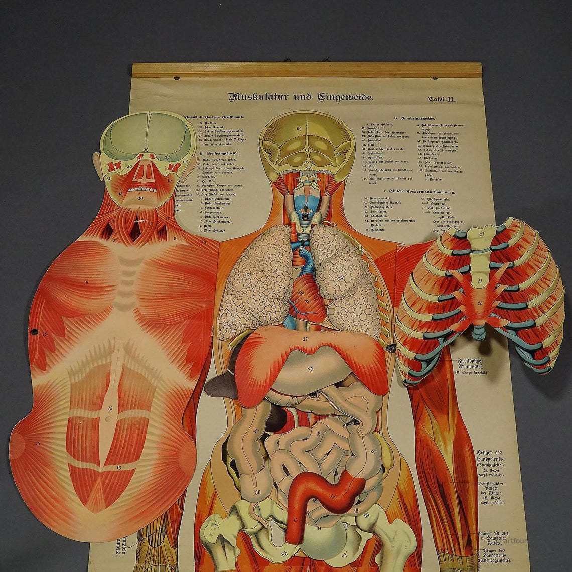Antique Foldable Anatomical Wall Chart Depicting Human Musculature - Etsy