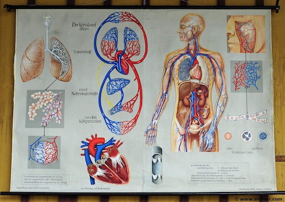 Human Body Wall Chart