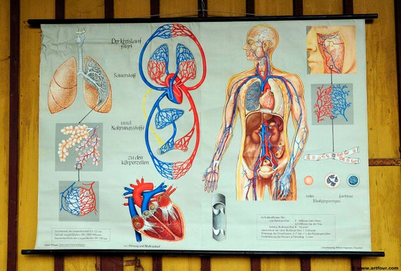 Wall Chart Of Human Anatomy Book