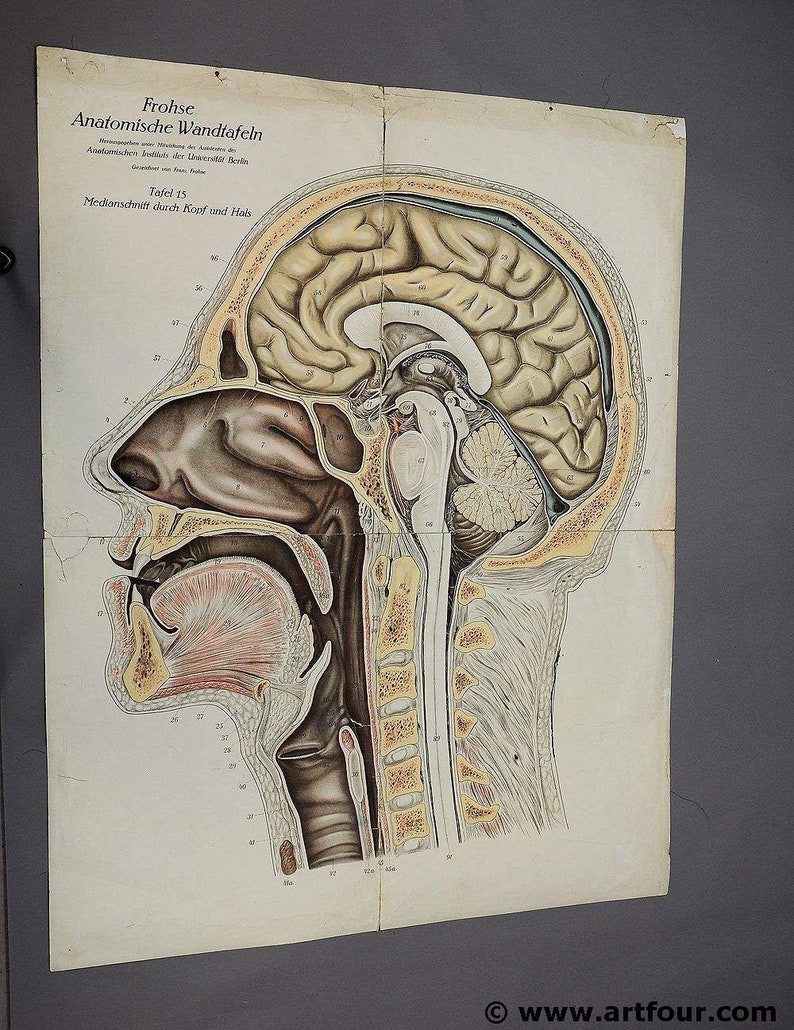 Anatomic Chart