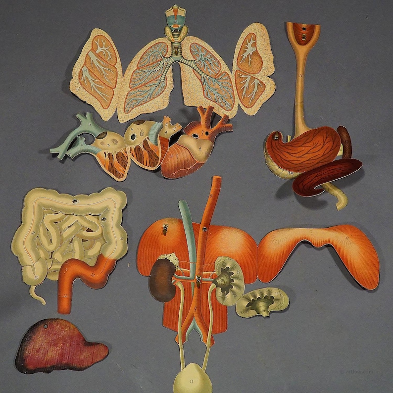 Foldable Anatomical Wall Chart Depicting Human Musculature - Etsy Australia