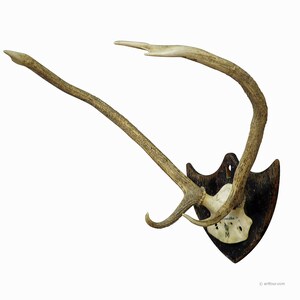 Antique Black Forest Red Deer Trophy from Salem - Germany, Banzenreuthe 1875