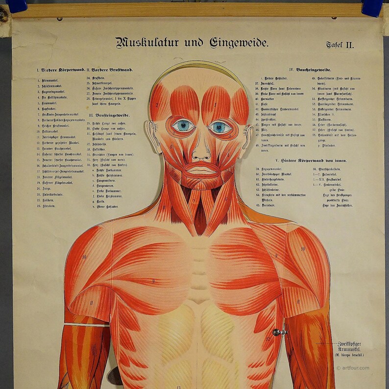 Antique Foldable Anatomical Wall Chart Depicting Human Musculature - Etsy
