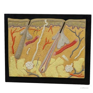 Antique Teaching Aid - Structure of the Human Skin, Plaster on Wood