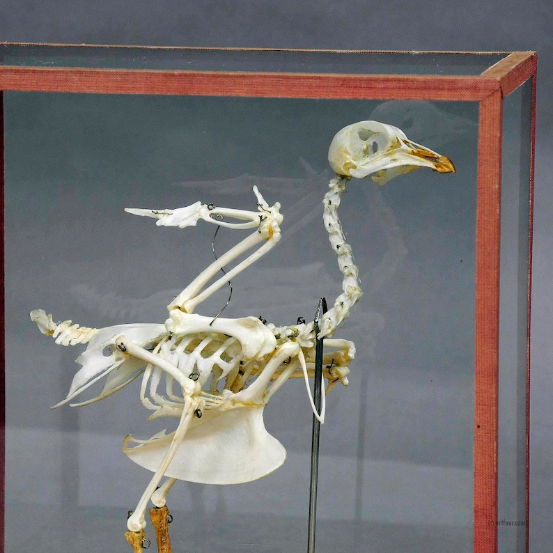 Vintage pigeon skeleton model for class circa 1950 | Etsy