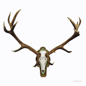 Capital Black Forest 16 Pointer Red Deer Trophy on Wooden Plaque